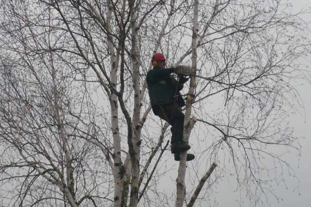 bomen kappen